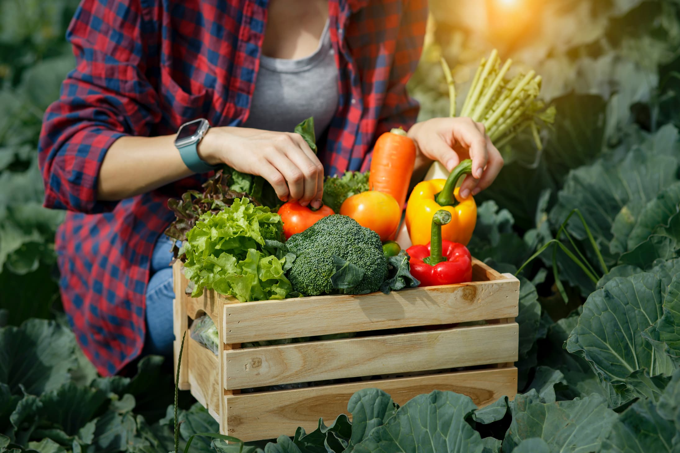 Picking Vegetables