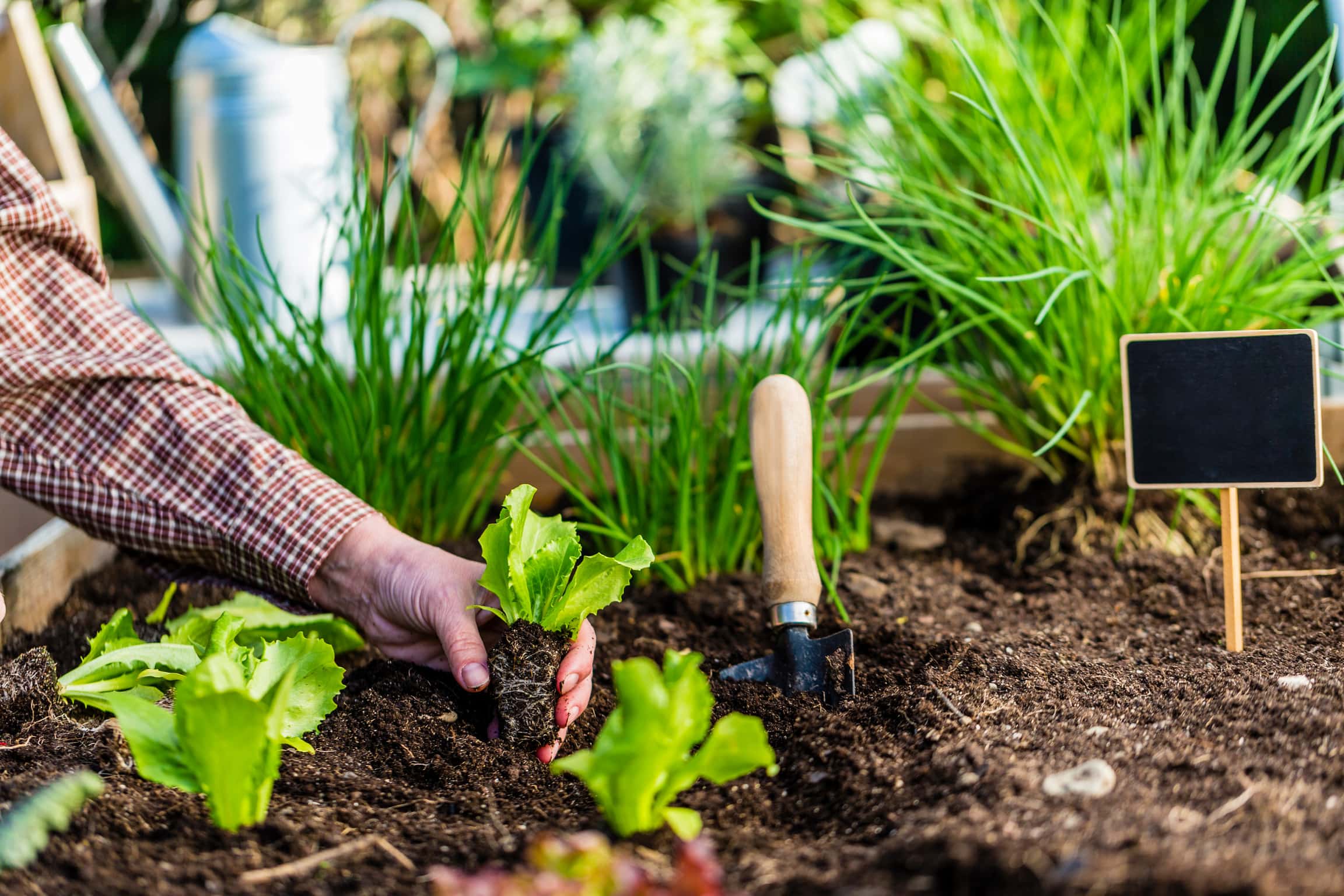 planting a garden