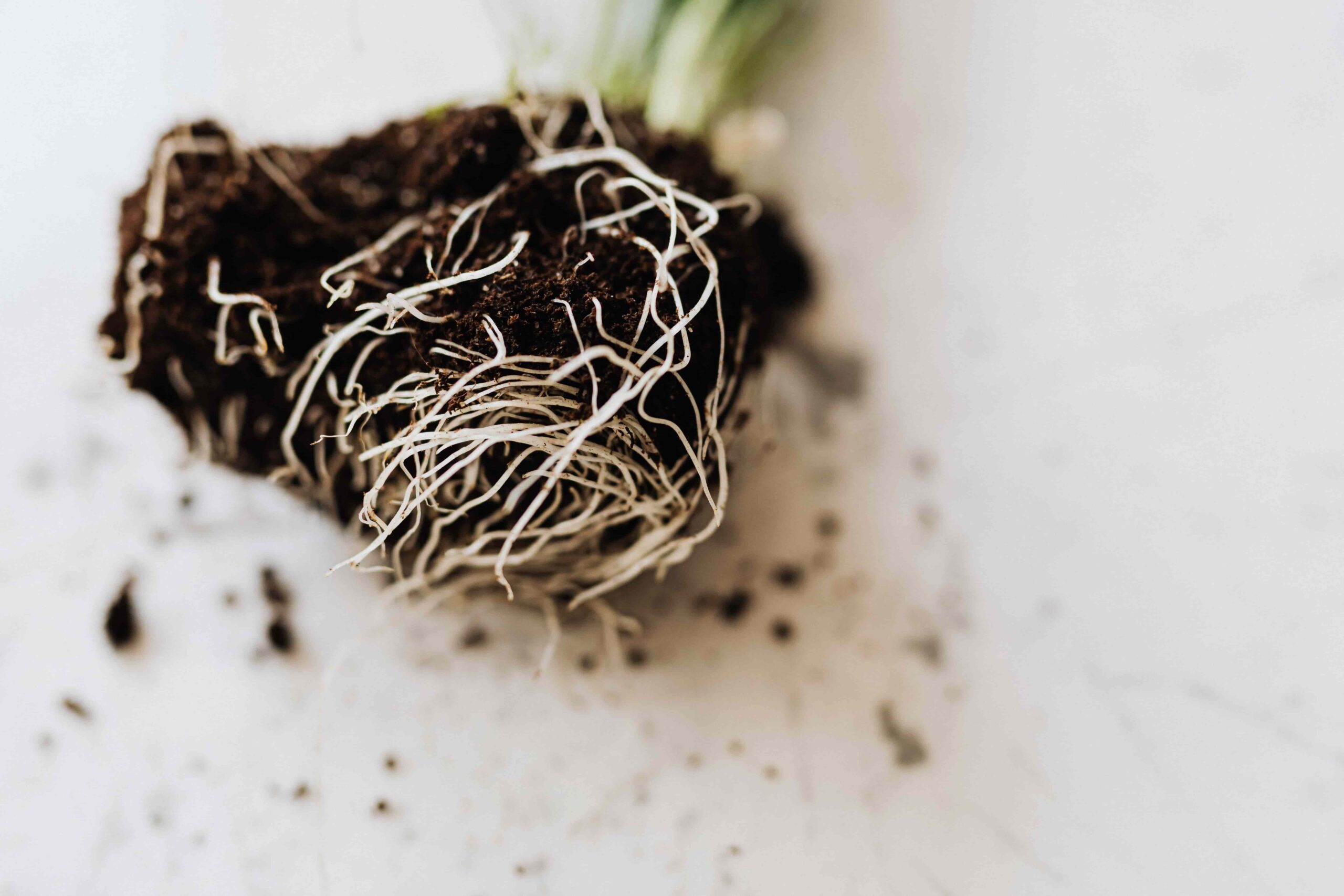 Seedling roots