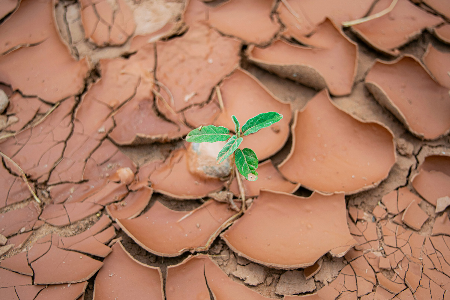 Drought resistant landscaping