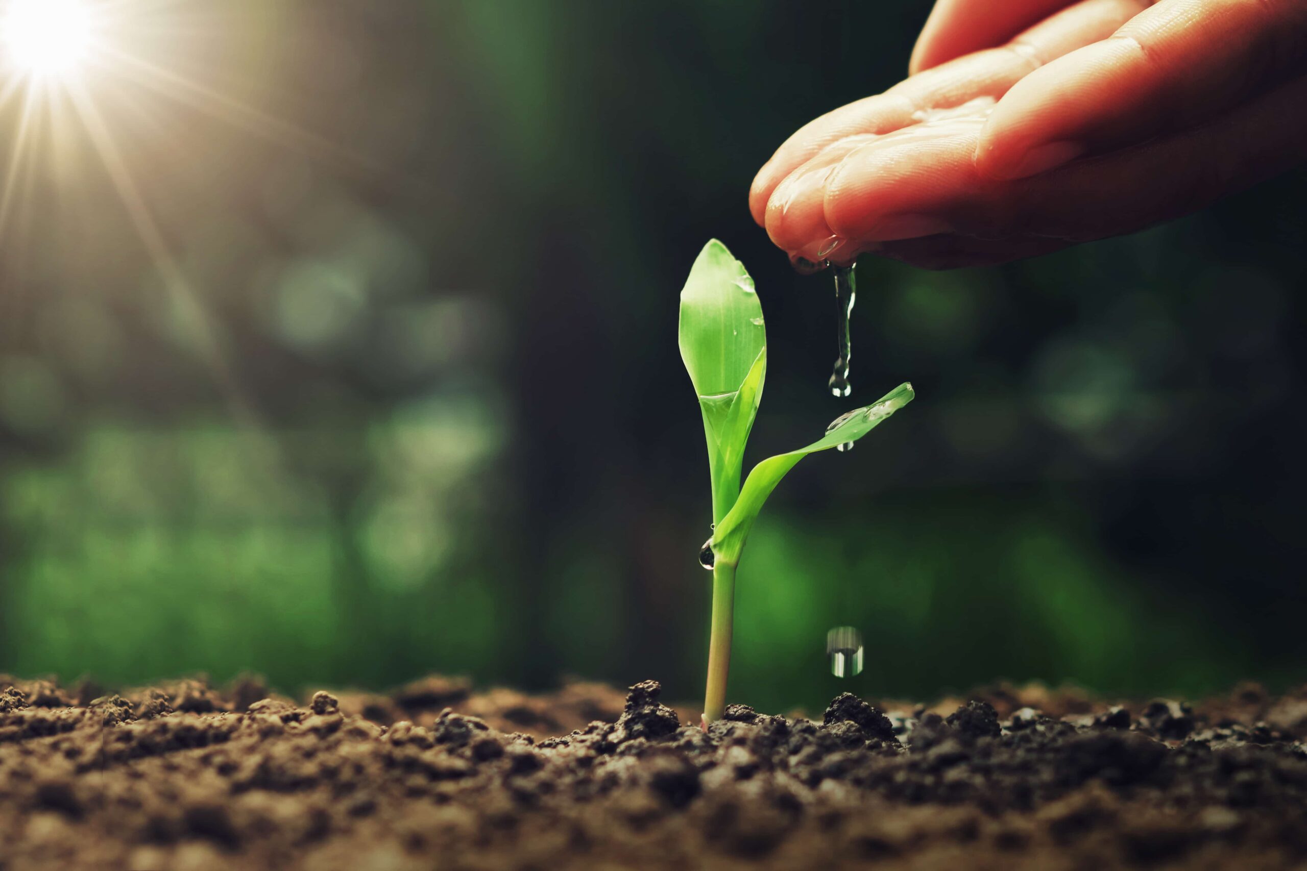 watering a seedling