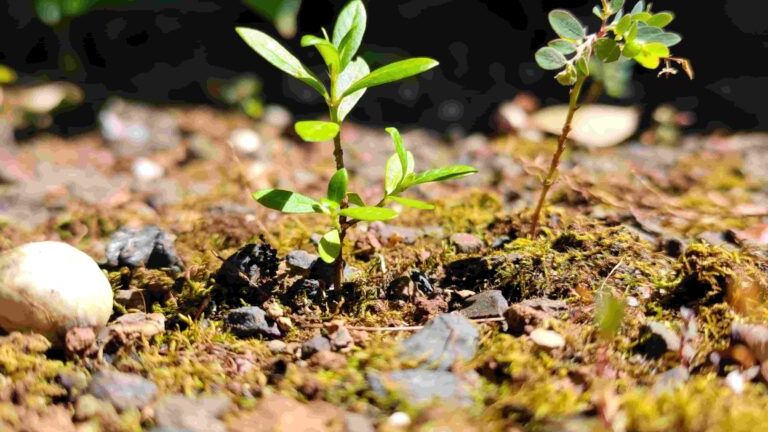 Weeds growing in a garden bed