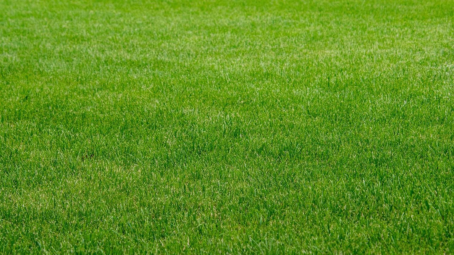 Artificial turf installed over SureSoak drainage