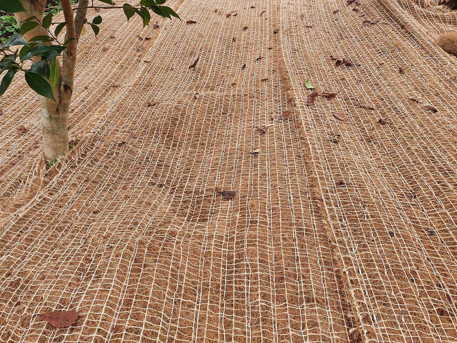 Plants growing through coconut matting