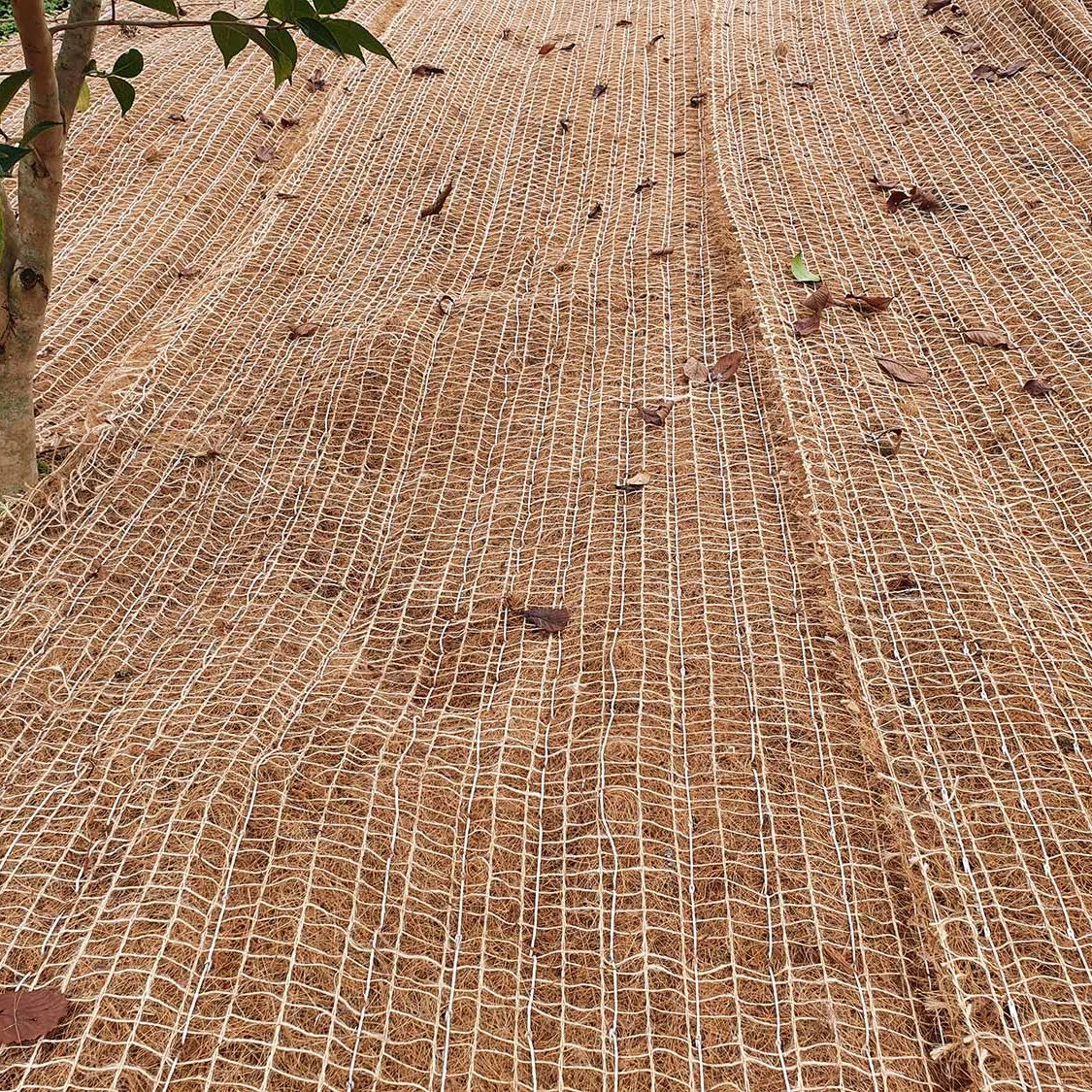Plants growing through coconut matting