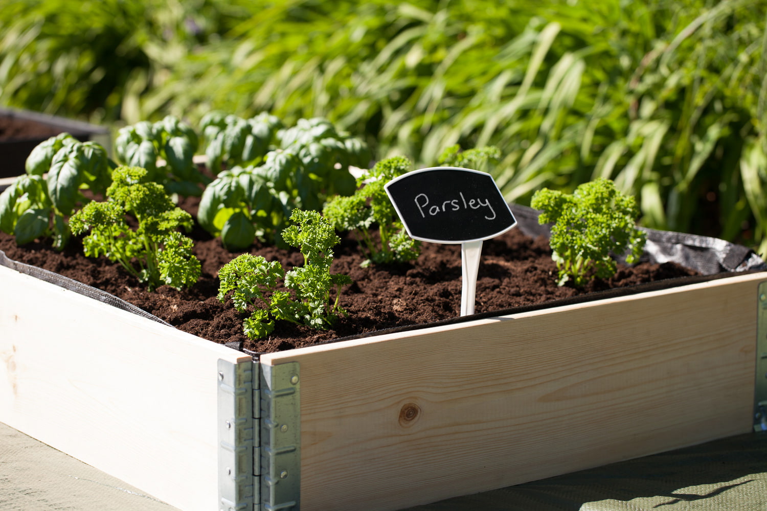 Parsley growing in gardenstax