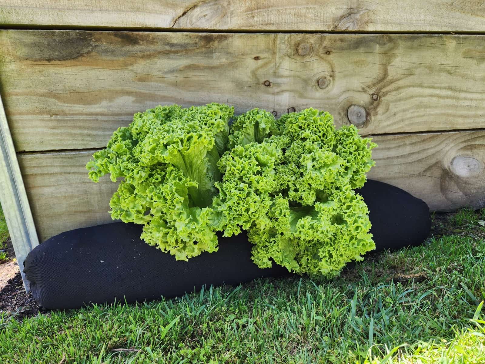 Lettuce growing in GroWorm