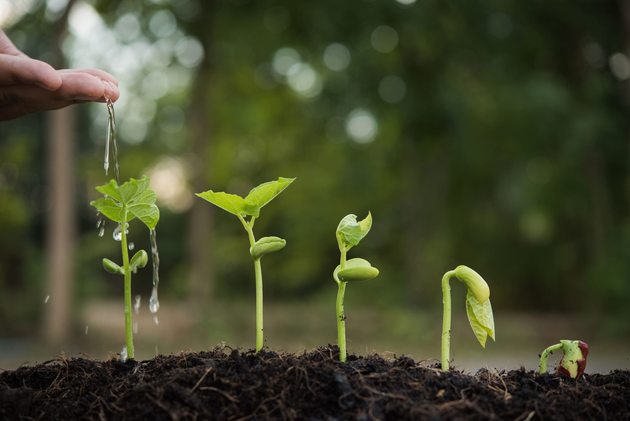 Seedling in garden